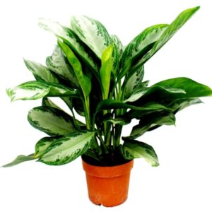 Aglonema Chinese evergreen