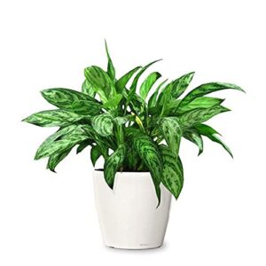 Aglonema Philippine evergreen