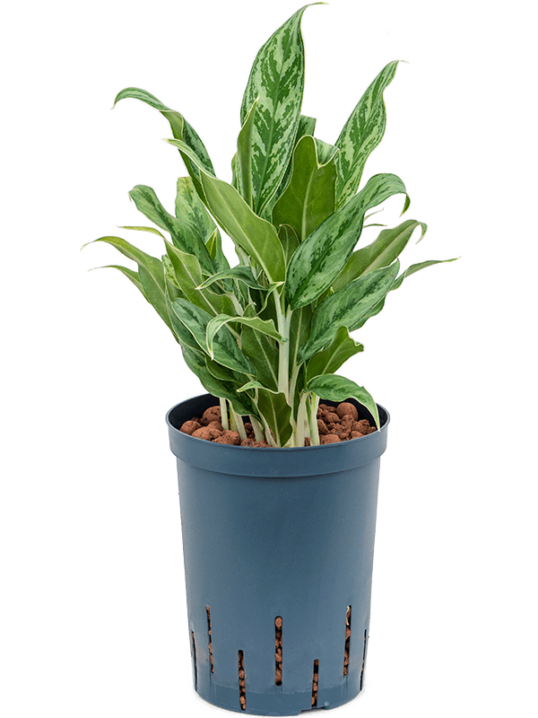 Aglonema white stem – PLANTS CARE AND NURSERY