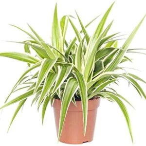 Airplane Spider plant