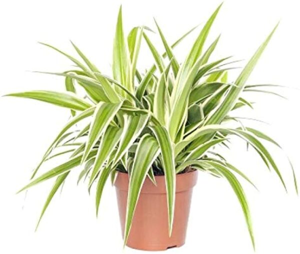 Airplane Spider plant