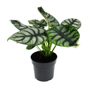 Alocasia Silver Dragon, 12 cm pot