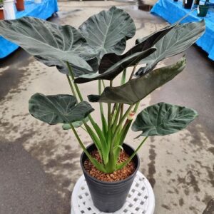  Alocasia guinea shield