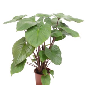 Alocasia homalomena