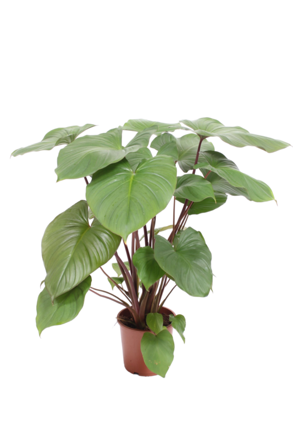 Alocasia homalomena