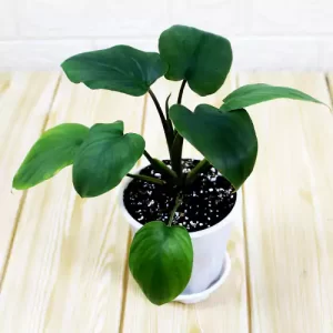 Alocasia homalomena Emerald Gem