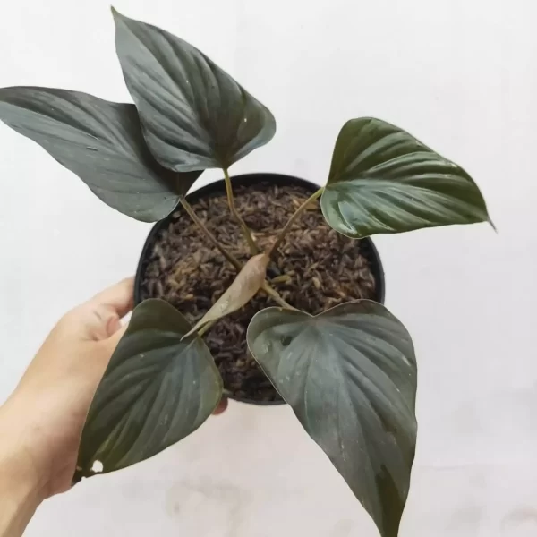 Alocasia homalomena bronze