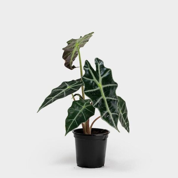 Alocasia polly plant