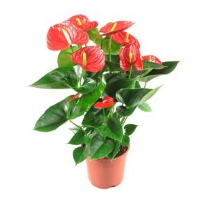 Anthurium orange