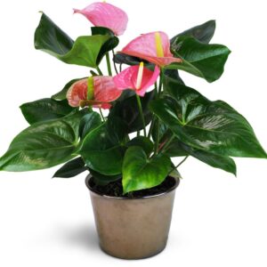 Anthurium pink