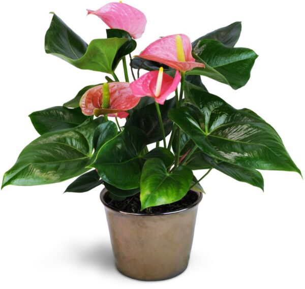 Anthurium pink