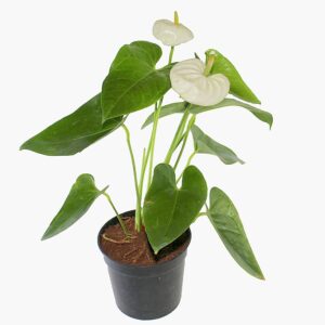 Anthurium white