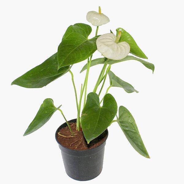 Anthurium white