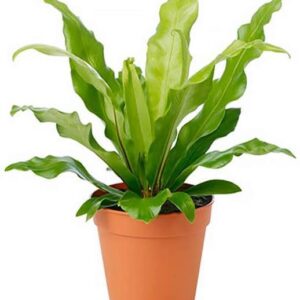 Bird Nest Fern