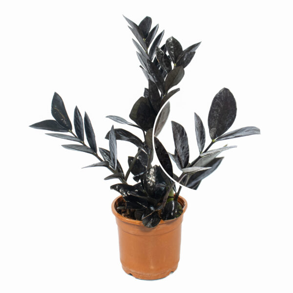 Black Zamiya plant