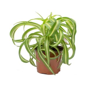 Bonnie Spider Plant