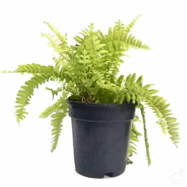 Boston Fern