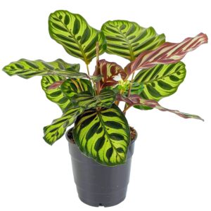 Calathea Makoyana