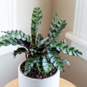 Calathea lancifolia