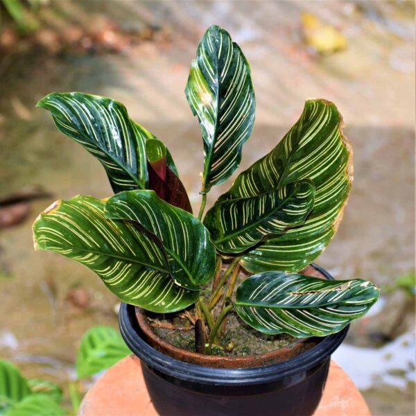 Calathea ornata