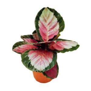 Calathea roseopicta rosy