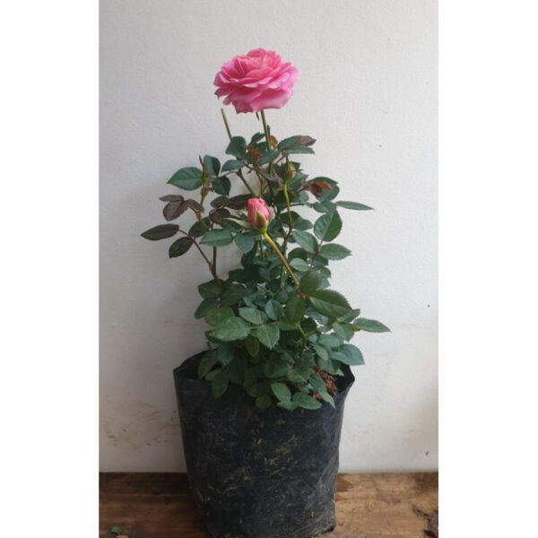 Climber Rose Red