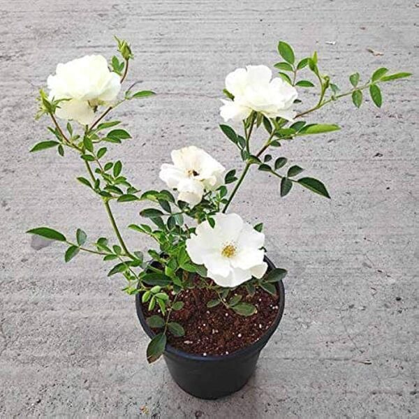 Climber Rose White