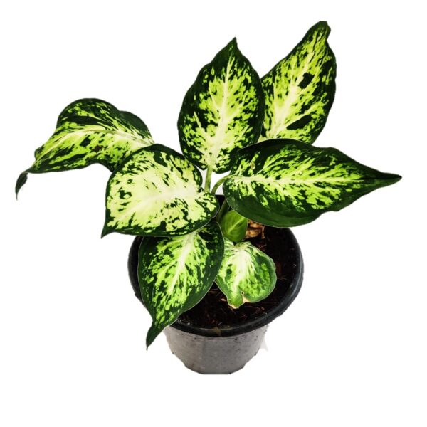 Dieffenbachia Amy