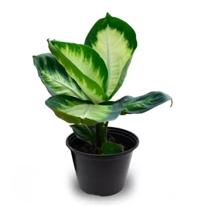 Dieffenbachia Camille