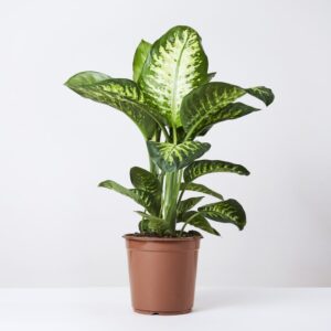 Dieffenbachia Dumbcane