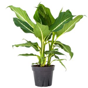 Dieffenbachia Sterling