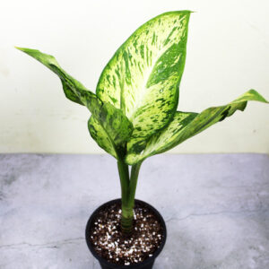 Dieffenbachia Tiger