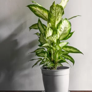 Dieffenbachia honeydew