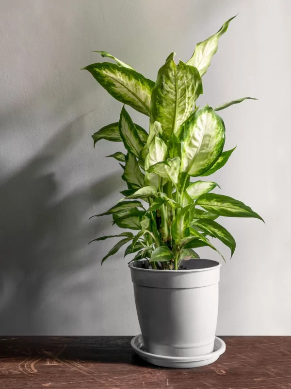 Dieffenbachia honeydew