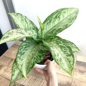 Dieffenbachia memoria corsii