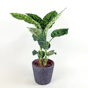 Dieffenbachia reflector