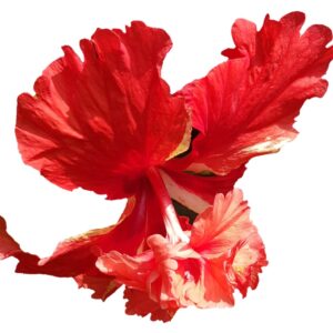 Double Hibiscus Red