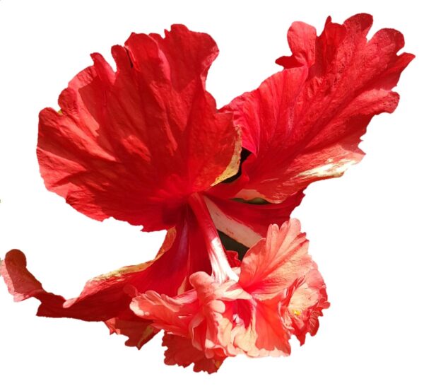 Double Hibiscus Red