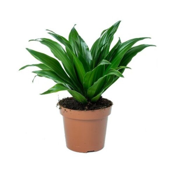 Dracaena Compacta