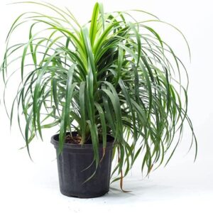 Dracaena Draco