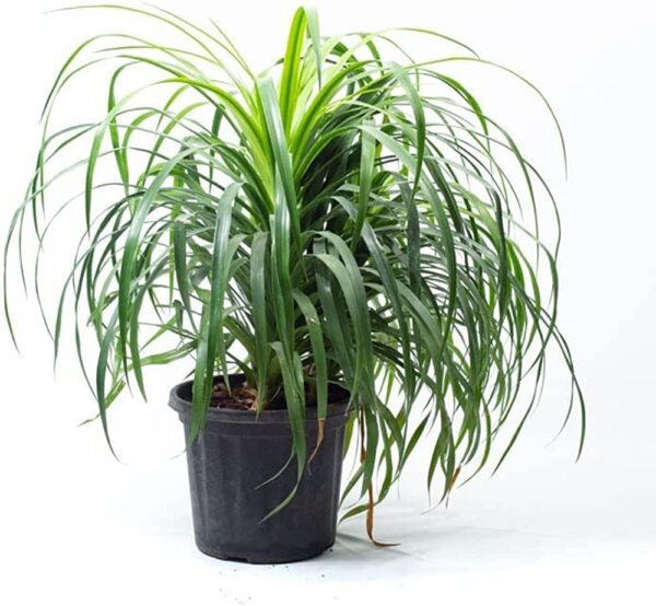 Dracaena Draco