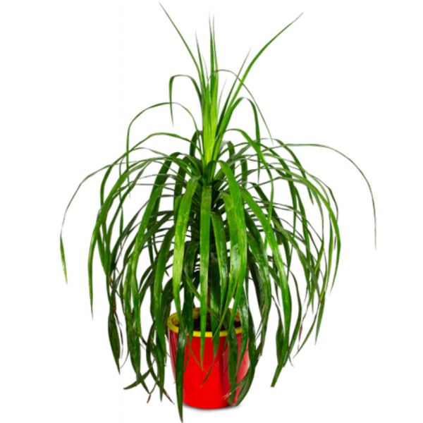 Dracaena Dragona