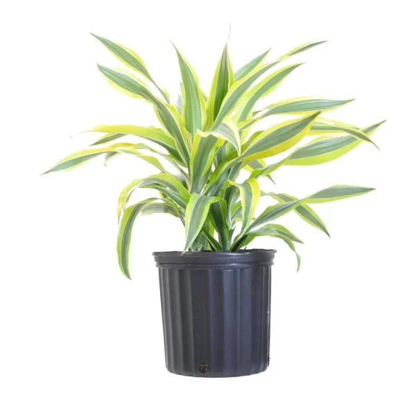 Dracaena Lemon Lime