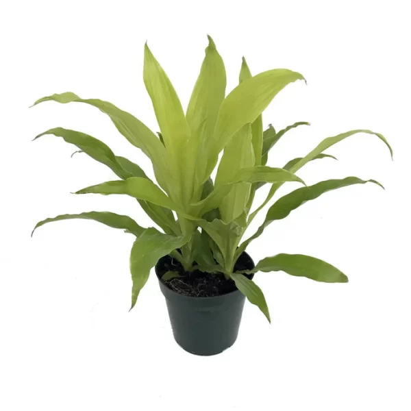 Dracaena Limelight