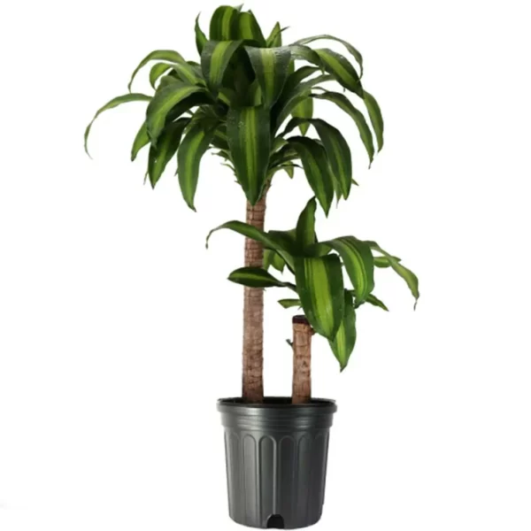 Dracaena Mass Cane