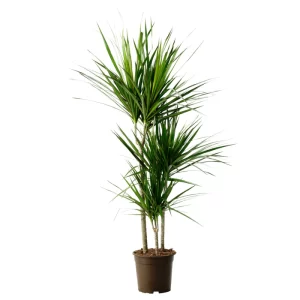 Dracaena Tree