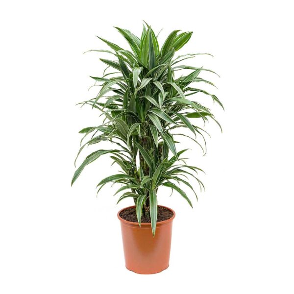 Dracaena Warneckii