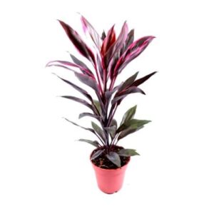 Dracaena mahatma