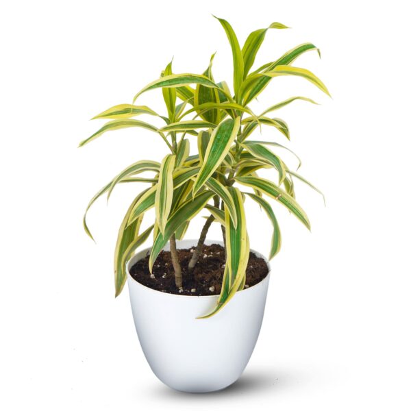 Dracaena song of india