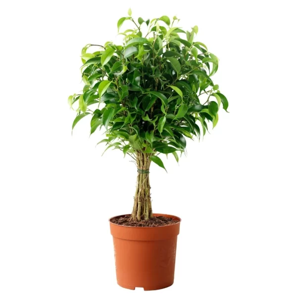 Ficus Benjamina